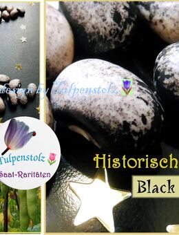 ♥ BIO Bohnen Black Nightfall Alte Sorte RARITÄT Gemüse Tulpenstolz,Silber,schwarz,herbs,Seeds,Samen,Amish People - Hamburg