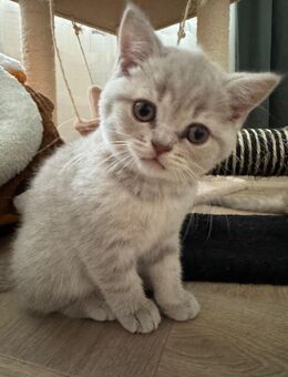BKH Baby katzen - Bochum Langendreer