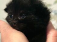 Britische Babykatzen - Essen