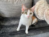 Katze Lucky Siammix sucht ein neues Zuhause - Essen