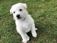 Weiße Schweizer Schäferhunde - Oberhausen