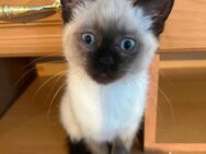 Verspielte BKH-Siam Kitten abzugeben - Eppingen