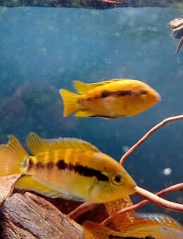 4 Herotilapia multispinosa abzugeben - Chemnitz