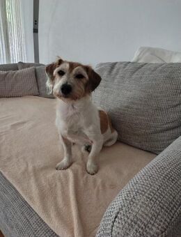 Charmeur Vico sucht Terriererfahrenes Zu - Lübeck