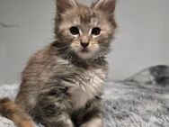 Maine coon Kitten sucht dich - Goch