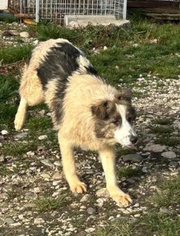 Niedliche, verspielte, freundliche FIENE - Korschenbroich