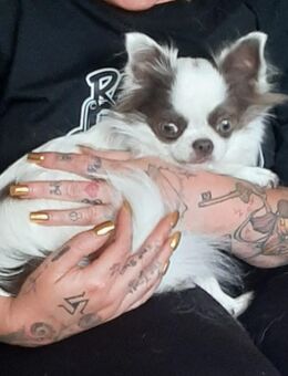 Zwei bezaubernd hübsche Chihuahua Mädels zusammen abzugeben - Mönchengladbach