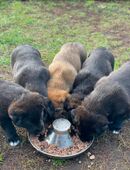 Zuckersüße Hundewelpen | *14.09.2025 in 15748