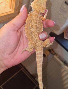 Bartagame Jungtiere ( pogona vitticeps) NZ 06 2025 - Offstein