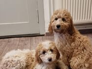 Goldendoodle Welpen - Oderaue