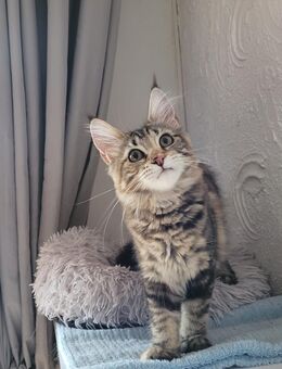 Maine Coon Mädels - Allensbach