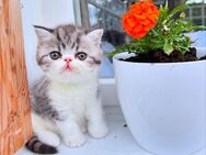 Exotic Shorthair Kitten (männlich): Fibie sucht eine neue Familie - mit Stammbaum - Köln