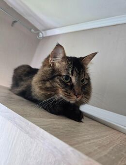 Katzen in liebevolle Hände abzugeben - Olpe