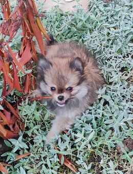 Pomchi Welpen - Altenburg