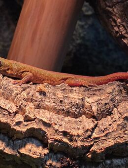 Madagaskar taggeko - Dresden