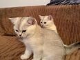 Zwei Britische Kurzhaar Kitten zum Verkauf !!!! in 85057