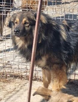 Hübscher LEON sucht liebes Zuhause - Neuberg