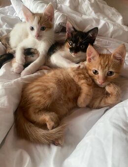 Zauberhafte Kitten abzugeben – geboren am 30.05.2025 - Bergheim (Nordrhein-Westfalen)
