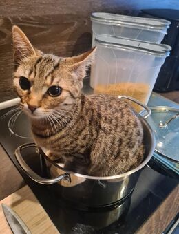 Türkische Angora - Koblenz