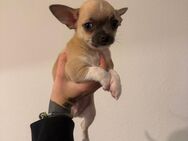 Blauäugiger Chihuahua - Frankfurt (Main)