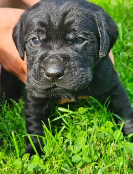 Wunderschöne, reinrassige Labrador Welpen - Wachstedt