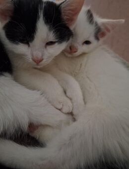 3 wunderschöne Mischlinge - Marienberg Pobershau