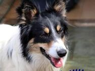 Willie ausgeglichener Border-Collie 3/22 - Ruppertsecken