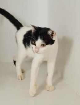 Dana, verspielte Schmusekatze, ca. 3 Jah - Vaterstetten