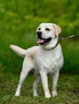 Labrador Bern sucht ein Zuhause - Bad Bevensen