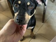 🩷Janka🩷 1-jährige Pinscher-Dackel Mix - Kassel