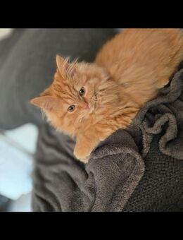 Kater Norweger-Persermix - Laage Kritzkow