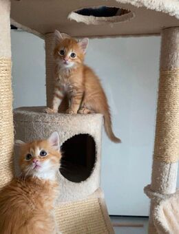 Süsser Babykater - Villingen-Schwenningen