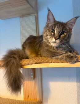 Wunderschöne reinrassige Maine Coon Katzen Dame - Wermelskirchen