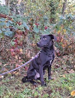 kleiner Labrador-Mix Junghundrüde "Boni" sucht ein Zuhause - Rethem (Aller) Zentrum
