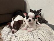 Süße Chihuahua Welpen - Lübbenau (Spreewald)