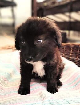 Kleiner Blue sucht sein Zuhause - Berlin