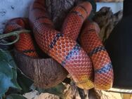 Honduras Milchnatter / Lampropeltis Hondurensis - Halle (Saale)