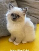 Letzte Katerchen! Wunderschöne Heilige Birma Kitten in 49828