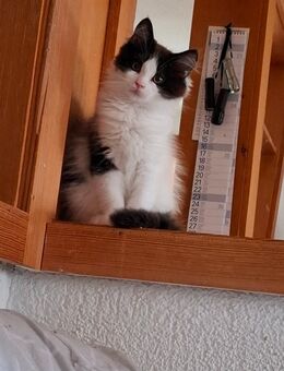 Maine Coon Kitten - Höchenschwand