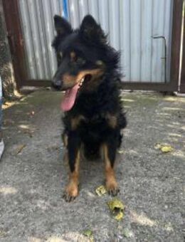 Der liebe Szabi ist ein Sonnenschein ! - Dortmund