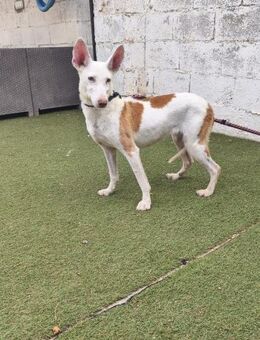 Pinta; benutzt als Gebärmaschine - Geilenkirchen