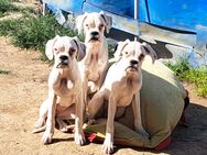 4 Boxer auf der Suche - Moosthenning