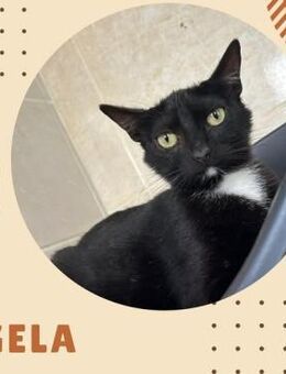 Katze Gela + Katze Lady - Bochum