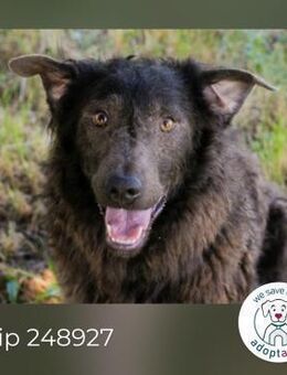 Chip 248927: sucht ein Zuhause - Kirchzell