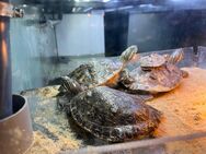 Schmuckschildkröten abzugeben - Geringswalde
