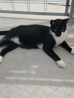 Lebhafter, sozialer Kater Theo - Karlsruhe