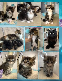 Zuckersüße reinrassige Maine Coon Kitten - Berlin