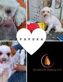 PAPOKA PP Bestager sucht seine Familie - Neustadt (Rübenberge)