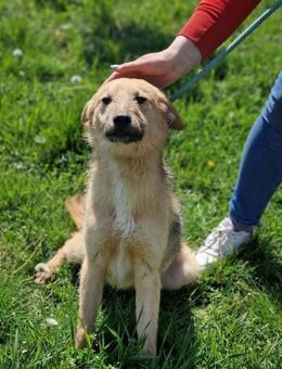 Freundlicher Hundebub DASH sucht ♥️ - München