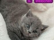 2 unserer BKH Kitten (weiblich) suchen ein zu Hause - Kerpen (Kolpingstadt)